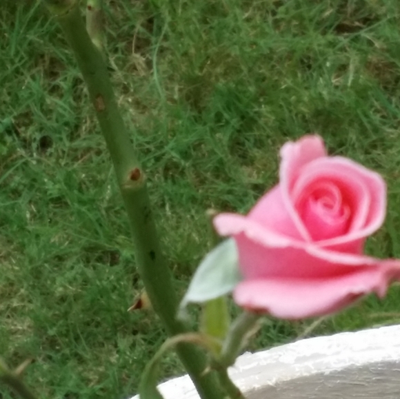 Meet your Posher, Cel - Picture 3 of 3